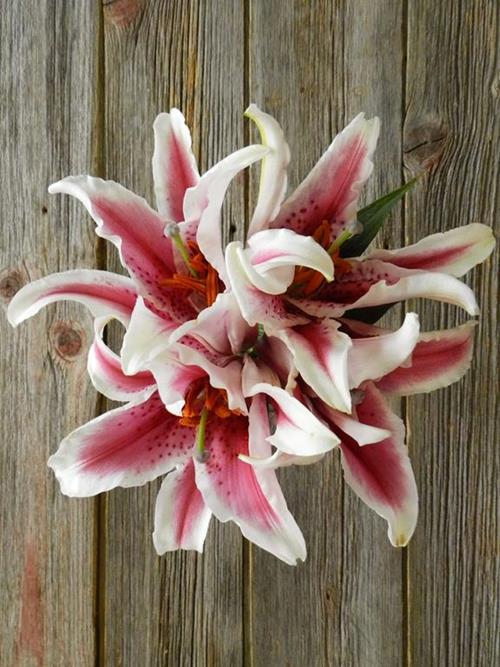 STARFIGHTER  BI-COLOR WHITE/PINK ORIENTAL LILIES